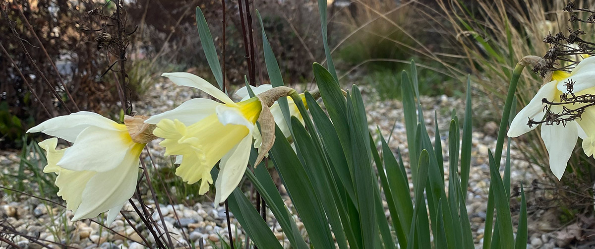 gruenplan-HP-Projekte-1korn10-09 gruenplan-HP-Projekte-1korn10-09