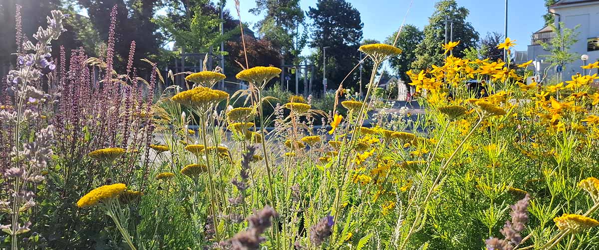 gruenplan-HP-Projekte-1korn10-11 gruenplan-HP-Projekte-1korn10-11