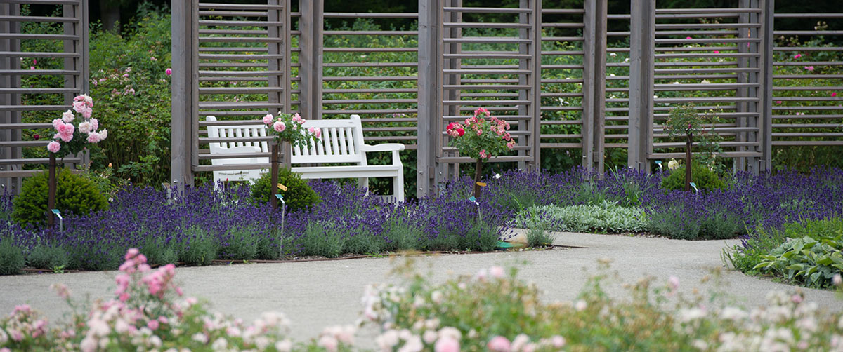 gruenplan-HP-Projekte-RosariumBaden7