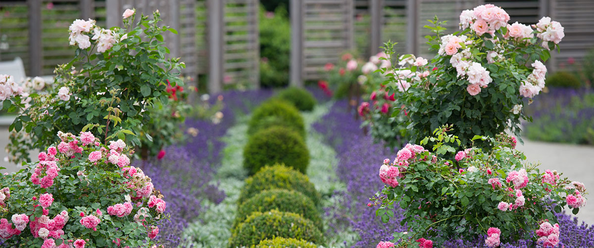 gruenplan-HP-Projekte-RosariumBaden8